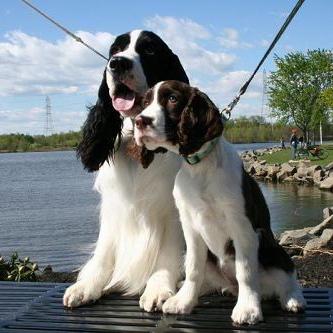 世上最罕见的狗品种图片,全世界狗品种视频