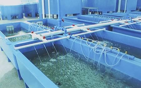 养小龙虾最好的懒汉模式养殖技术,2022年小龙虾养殖技术成本与利润