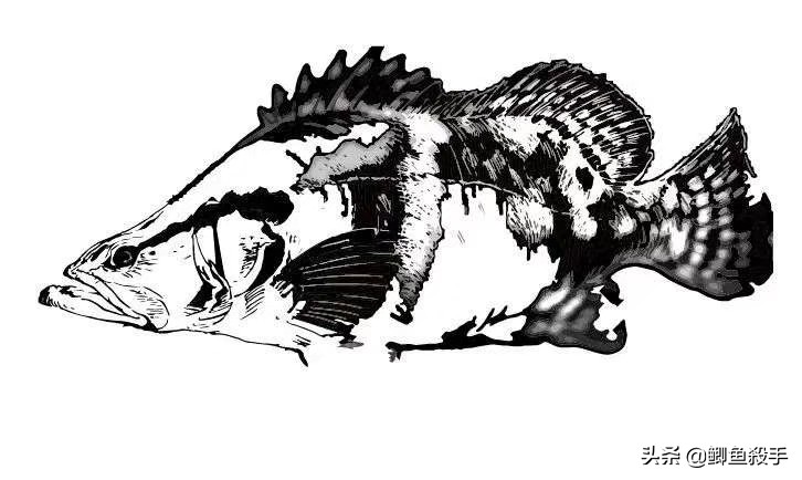 黑坑鳜鱼路亚方法技巧实战,黑坑路亚鳜鱼技巧和口诀