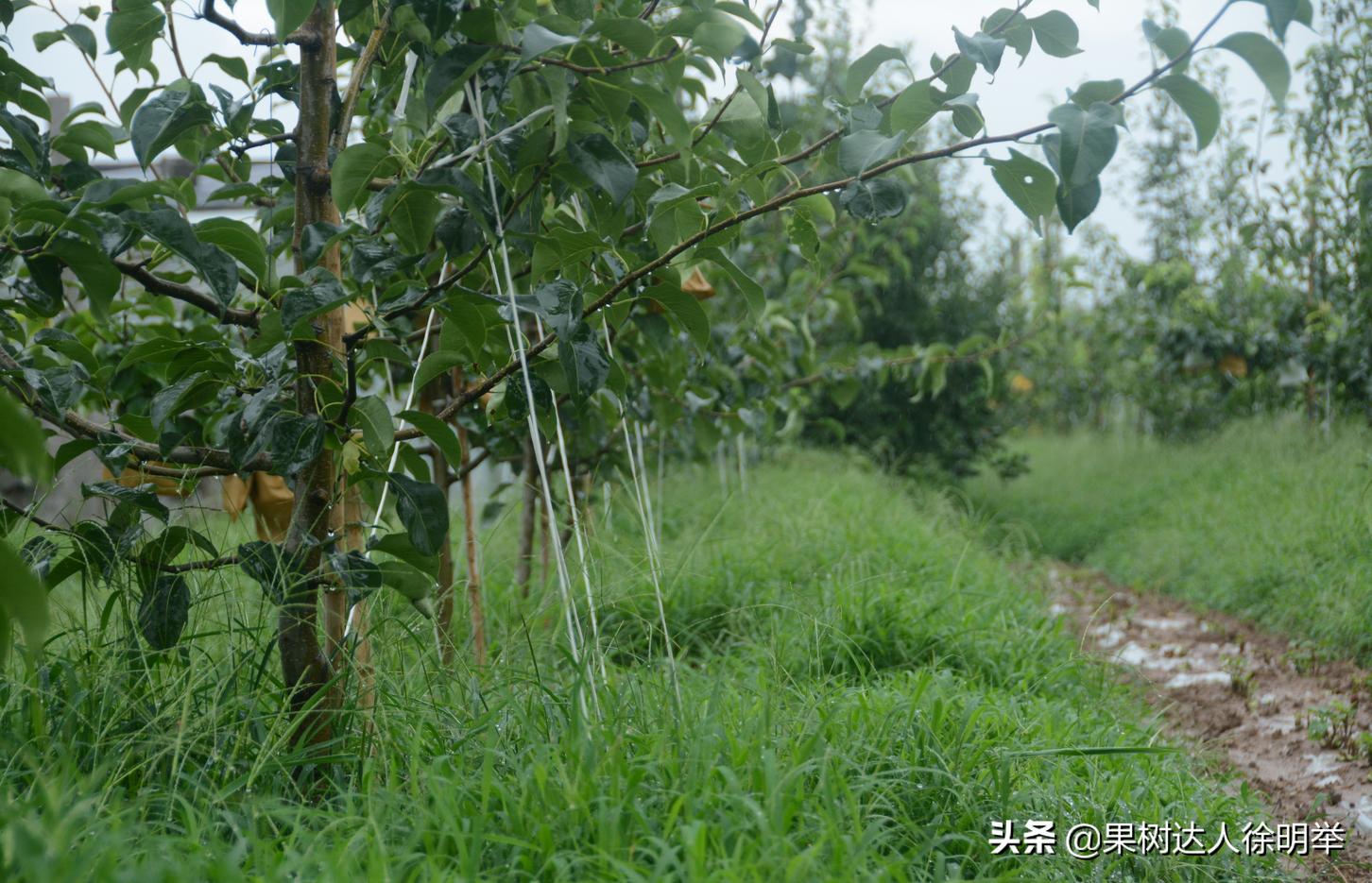 夏季雨水多的年份怎么进行管理果树呢