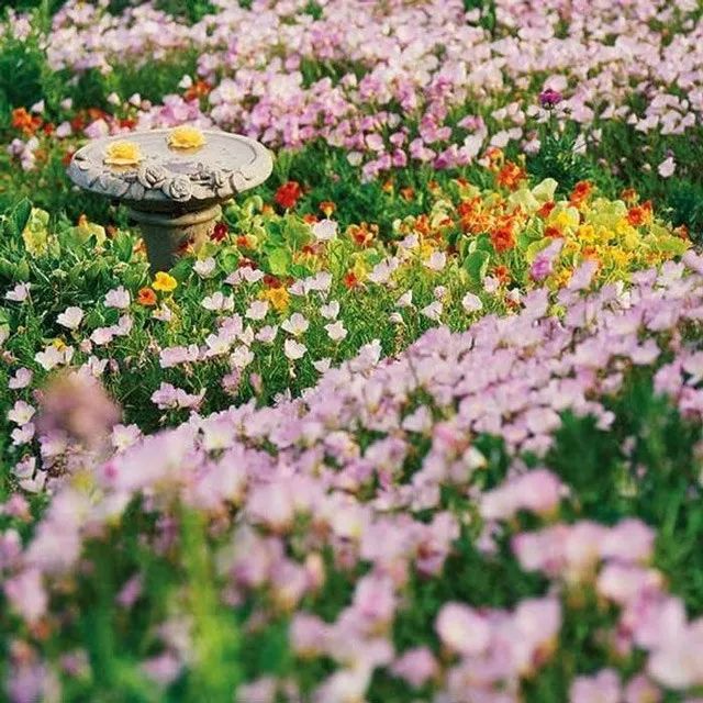 雨水花园植物区,雨水花园水生植物