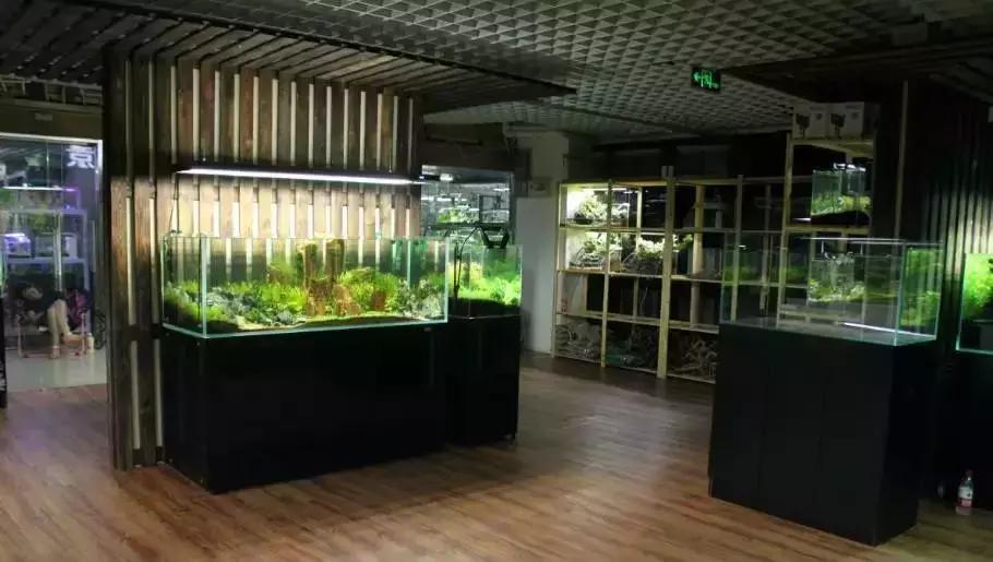 水族加盟连锁店,加盟水族店注意什么