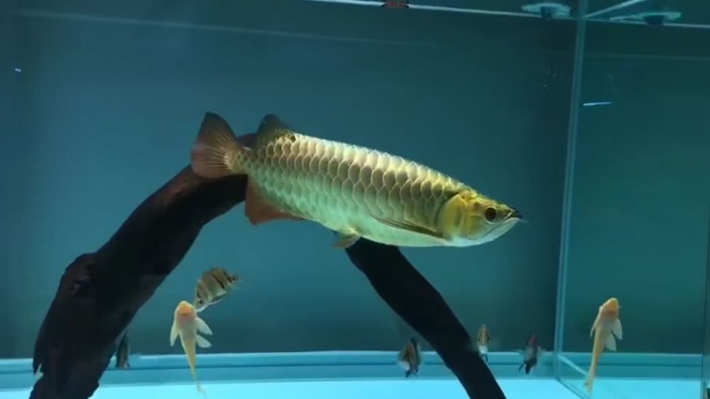 龙鱼市场价格多少钱一条,龙鱼卖了能值多少钱