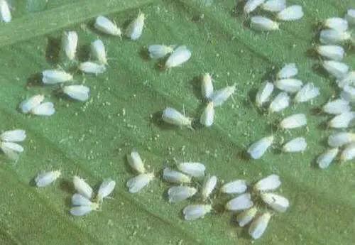 苋菜病虫害,苋菜生虫小妙招