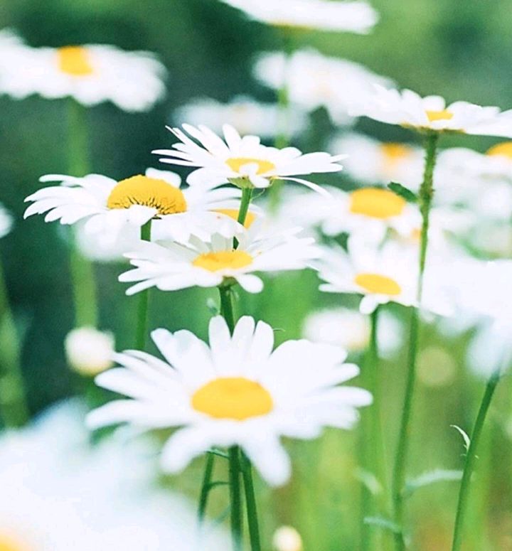 天生反骨喜欢跟人反着来,喜欢整人有反骨的星座