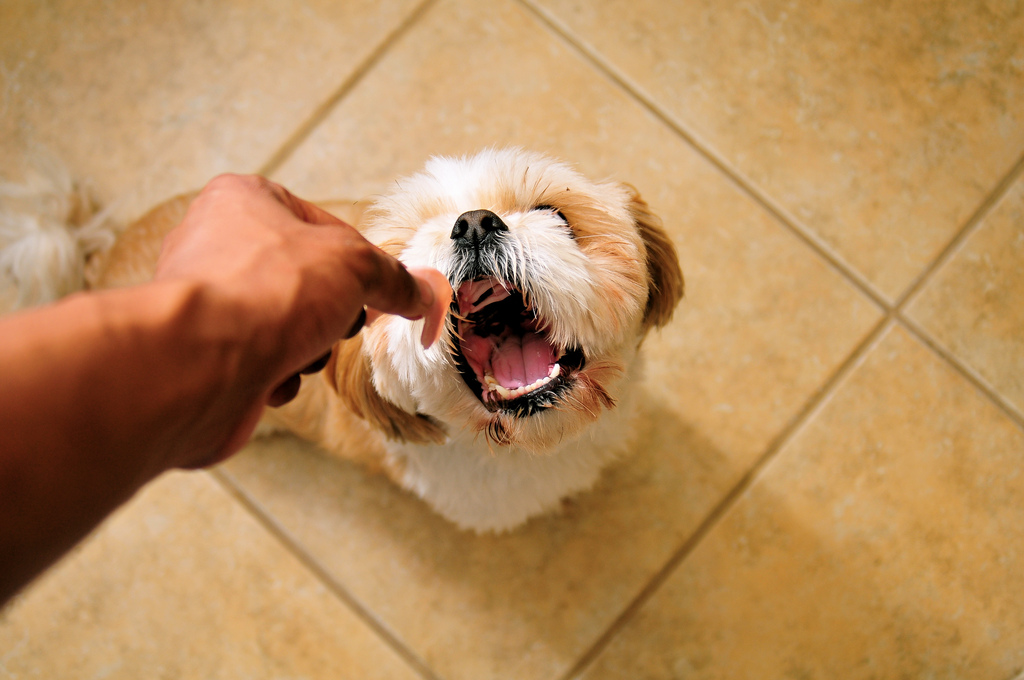 狗狗吃东西特别警惕,狗狗吃东西很警惕