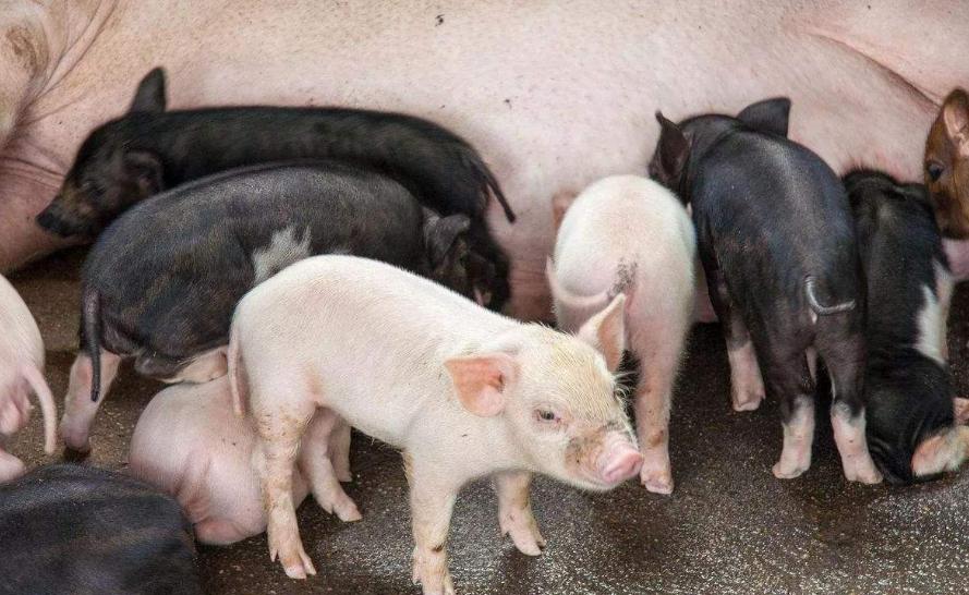 新生猪崽站不稳发抖怎么回事,小猪抽搐站不起来是什么病