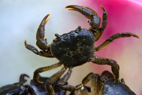 河蟹苗种养殖技术,河蟹幼体培育