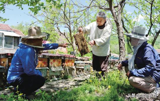 白山椴树蜜特产,白山市椴树蜜
