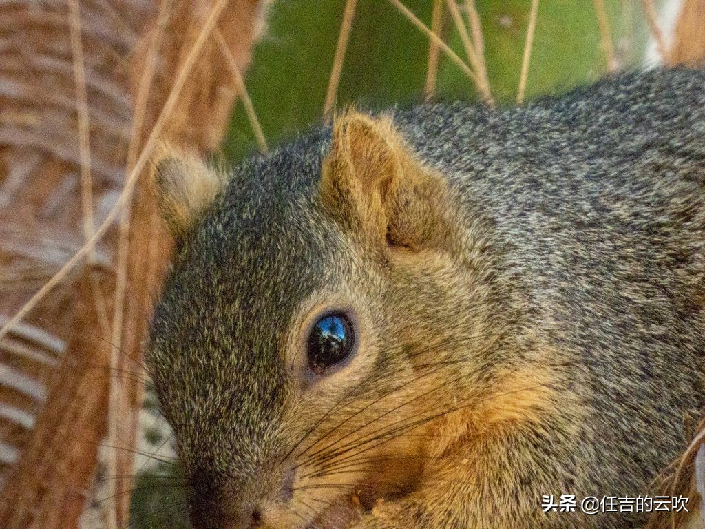 尼康p1000除了长焦还有别的优势吗,尼康p1000有什么弊端