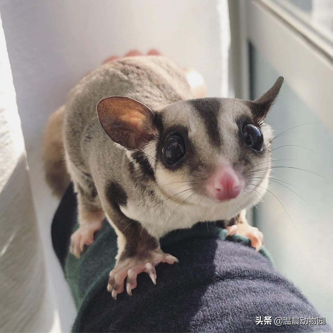 蜜袋鼯弃养可以喝羊奶吗,蜜袋鼯被弃养原因