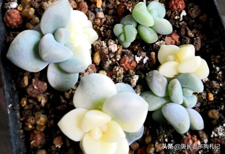 多肉美杏锦能叶插吗,多肉美杏锦叶插会活吗