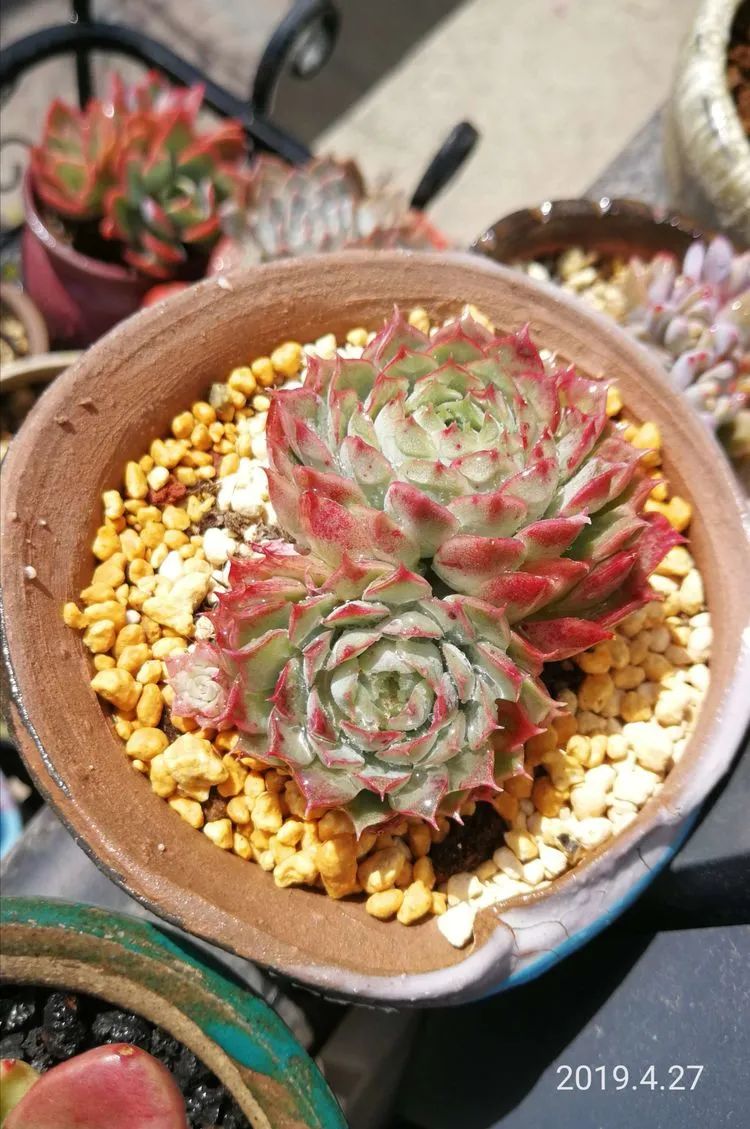 人生就像养多肉一样,人生如同养多肉时间不会怠慢