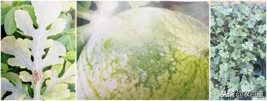 西瓜下雨之前打什么药防治病害,西瓜幼苗病害的各种症状图片