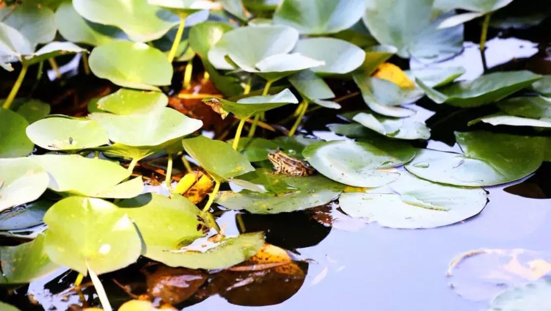 西安博爱国际学校教学质量,西安博爱国际学校