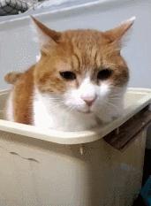 猫咪生病不吃东西只喝水怎么办,猫咪铲屎官的5种表现