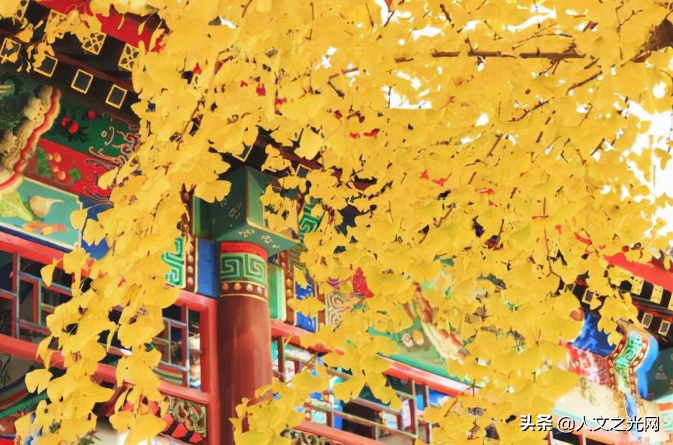 醉美银杏路图片大全,北京赏银杏叶路线