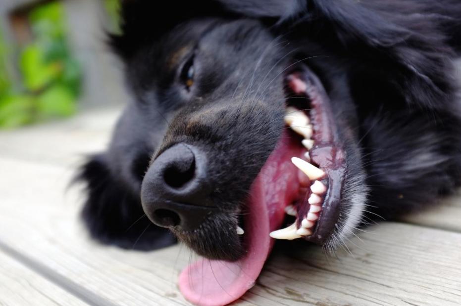 狗狗中暑的急救方法,狗狗中暑和解救方法