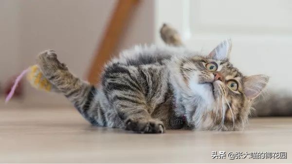 猫咪日常喂食罐头,主人给猫咪喂罐头