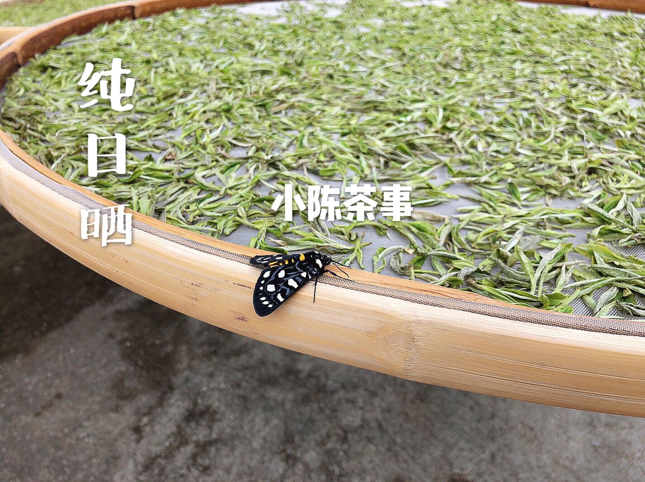 绿茶红茶白茶黑茶适合什么季节喝,绿茶红茶黑茶怎么选