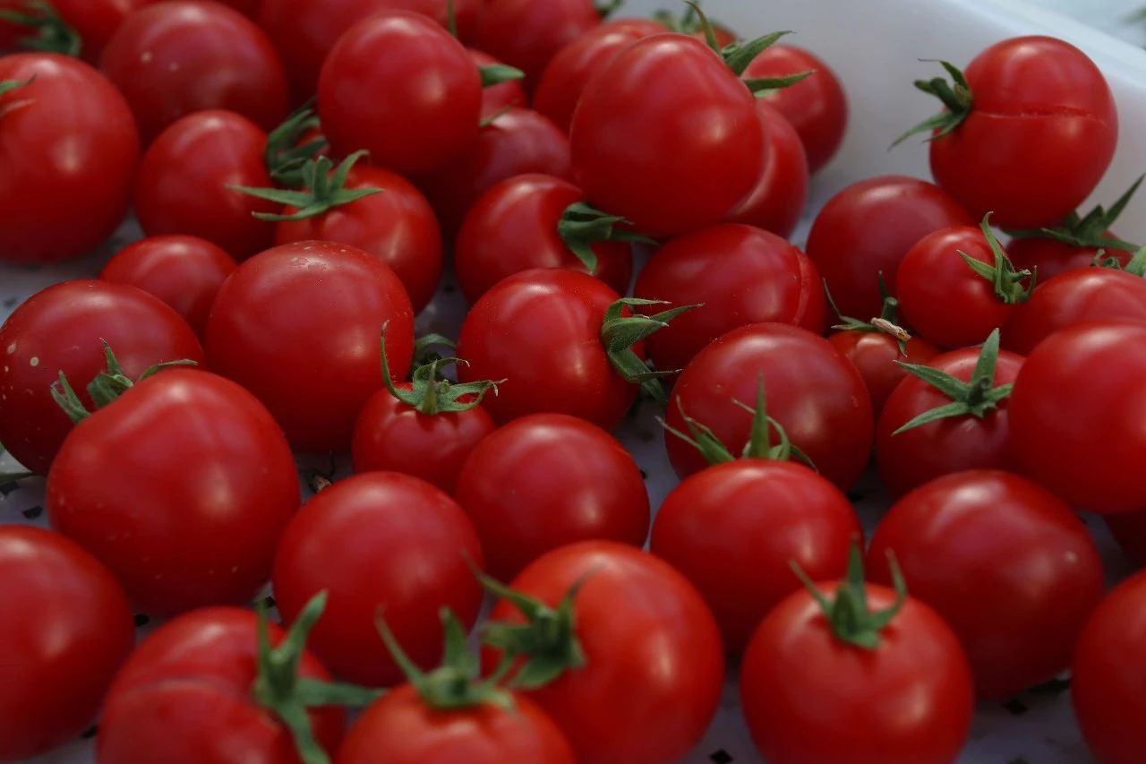 玩转第十八届长春农博会,2019长春冬季农博会票价