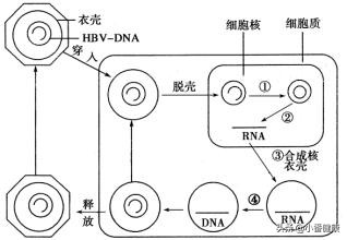 乙肝两对半145是大三阳还是小三阳,乙肝两对半报告135阳性