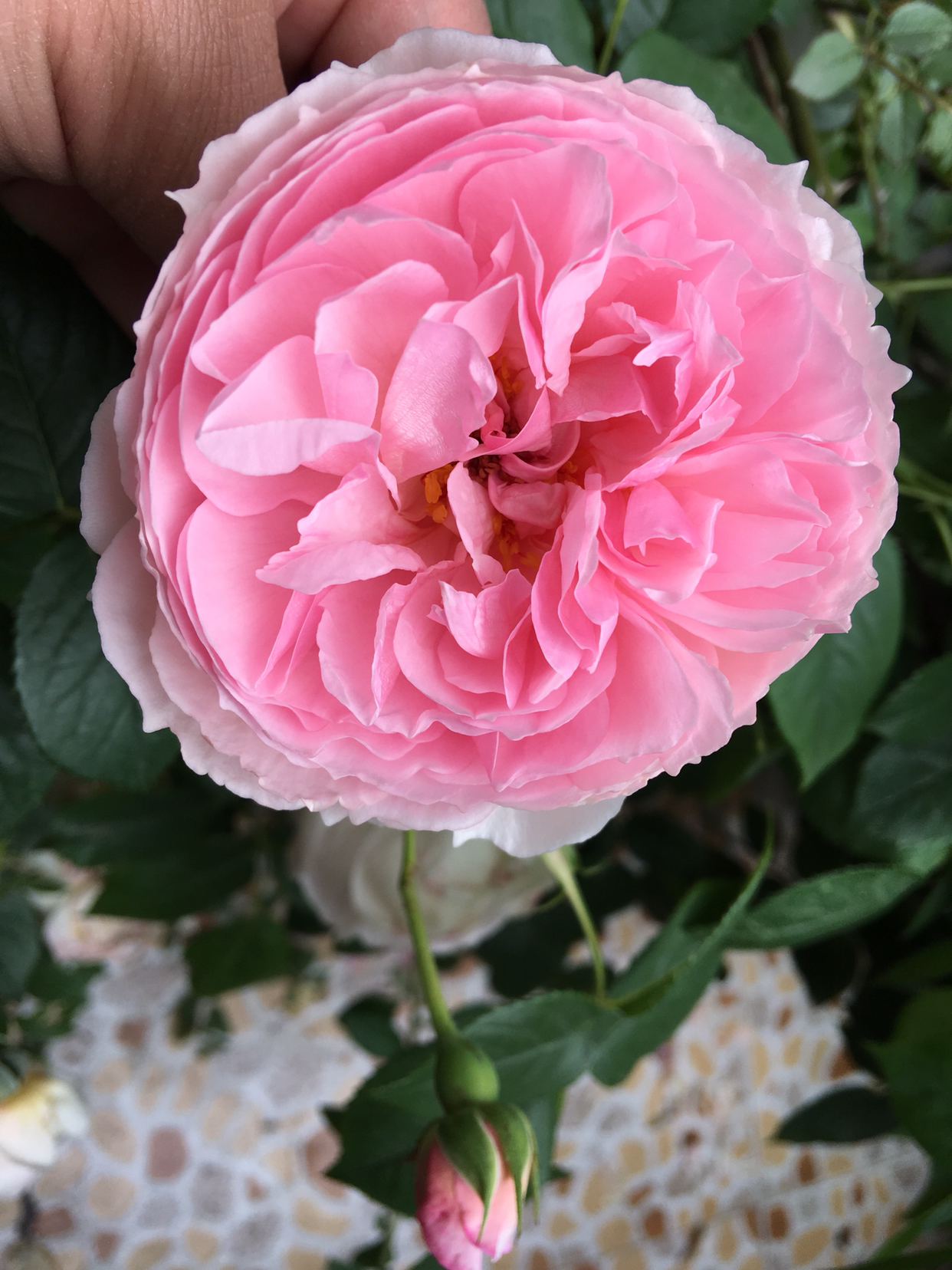 月季花怎么修剪花多好看,月季花怎么修剪才能多开花