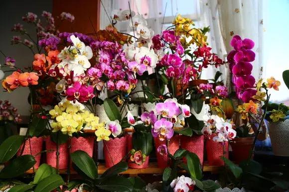 开花时间最长最香最好养的兰花,一年四季开花的兰花有几种