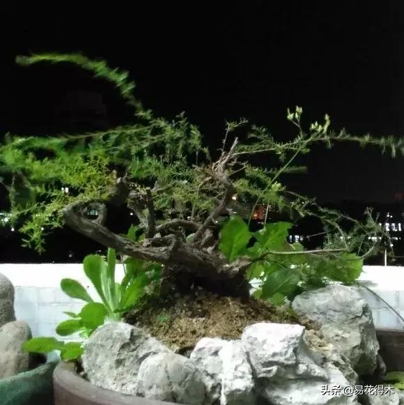 岗松有几个品种,岗松盆景的寓意是什么