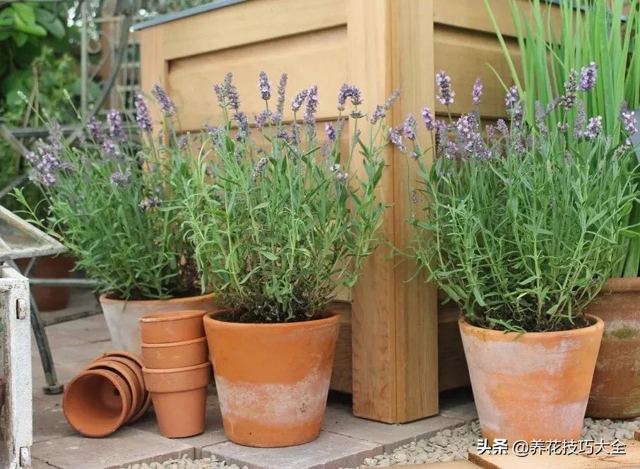 衣草种植养护方法步骤图片,法国衣草怎么养护视频讲解