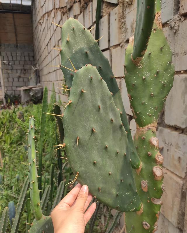 仙人掌养得干瘪瘦弱?小花匠用这方法,个个掌片半米长,宽大肥厚