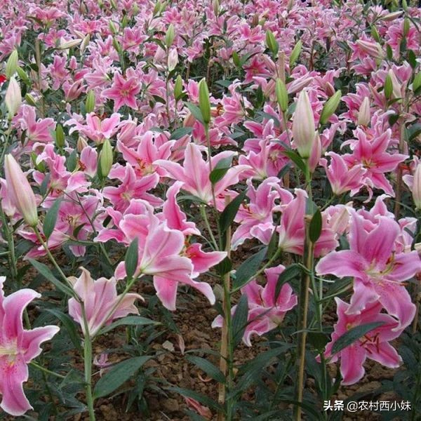 香水百合怎么养才能开花多,养香水百合的技巧与方法