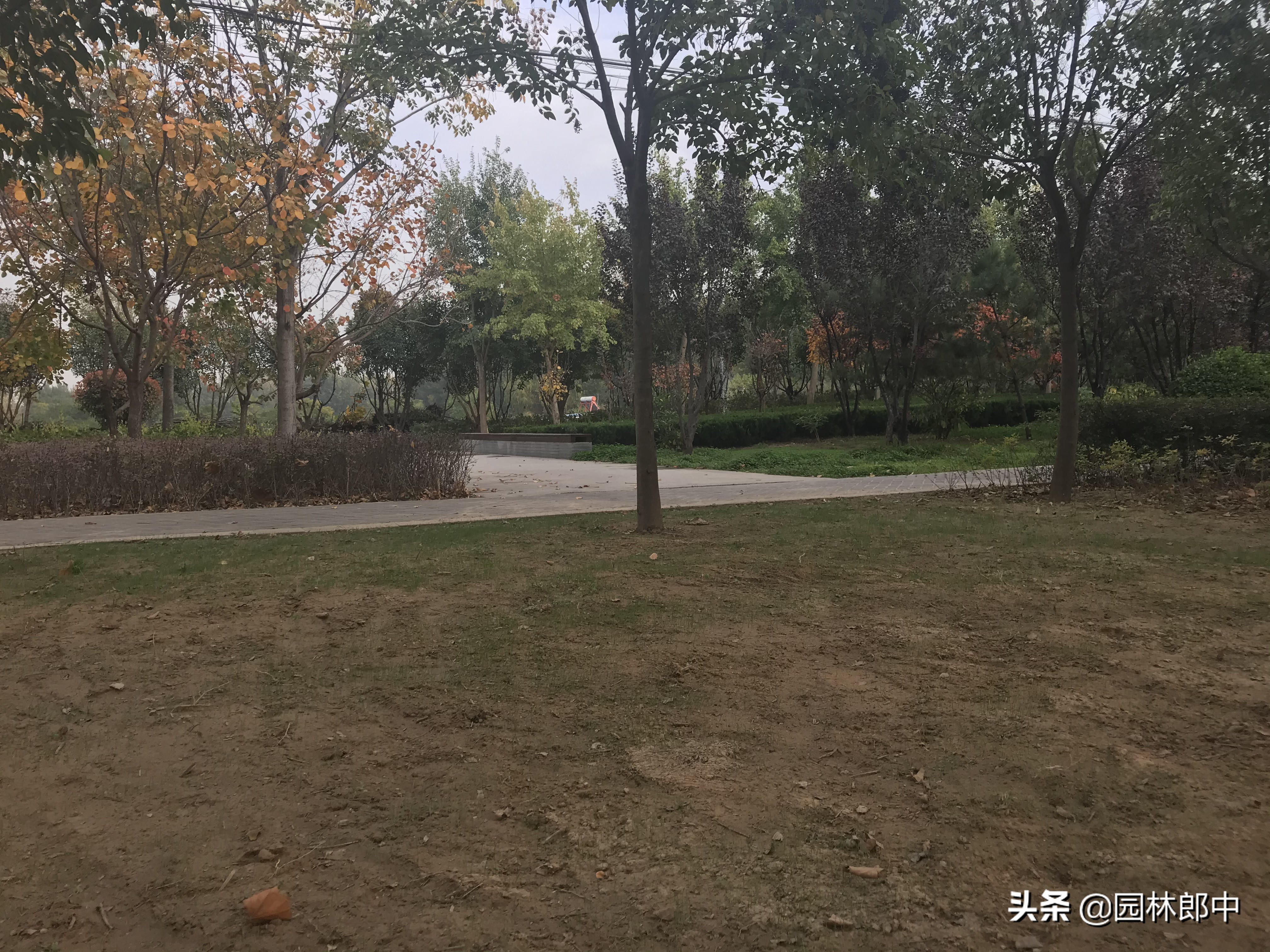 混播草坪底草稀少怎么办,草种撒播后草坪如何封闭杂草