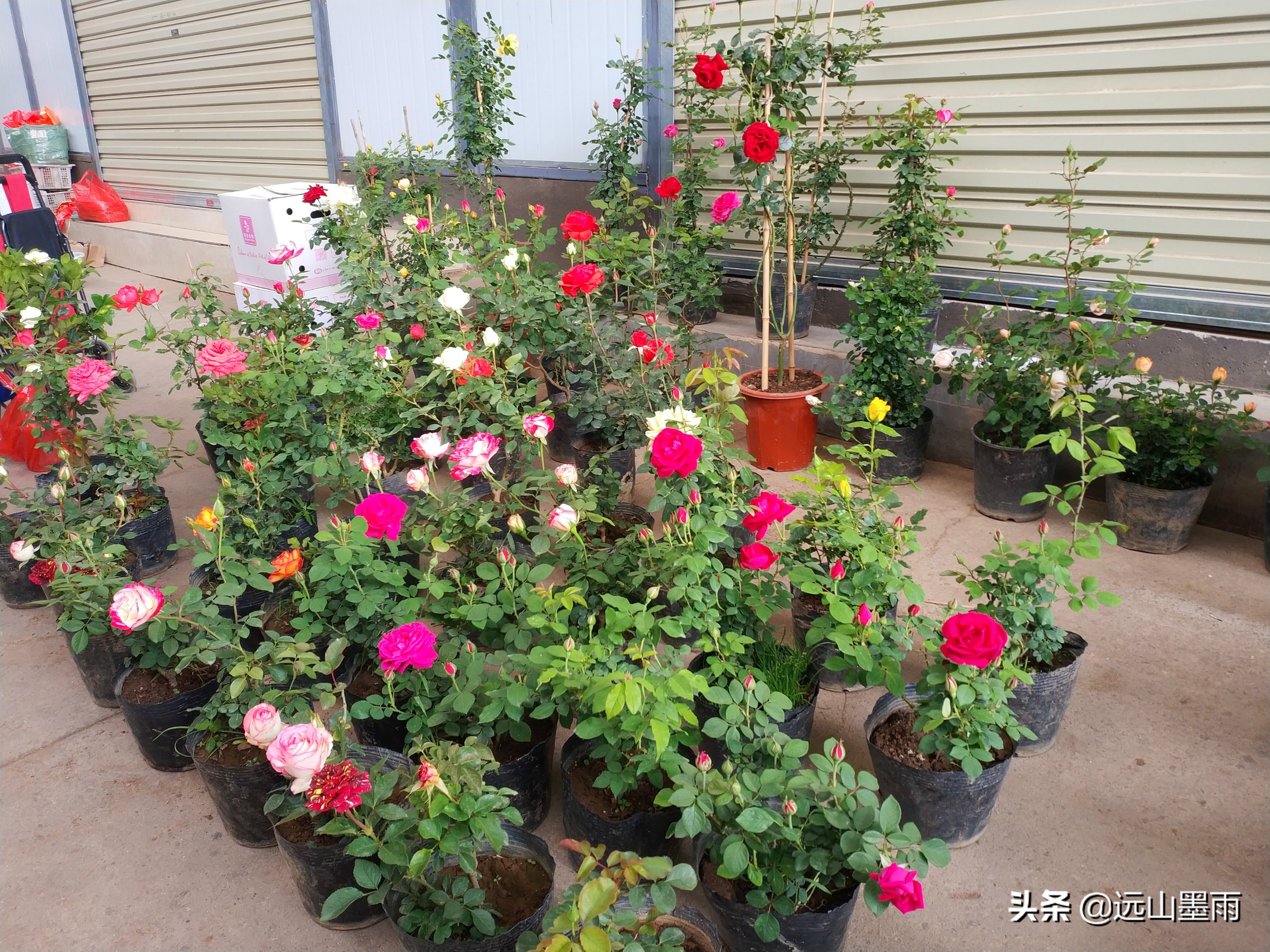 昆明东三环北苑市场今天赶集了吗,昆明东三环北苑街赶集