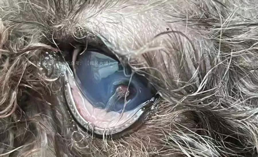 泰迪眼角膜溃疡穿孔多久能好,泰迪眼睛角膜炎多久能好