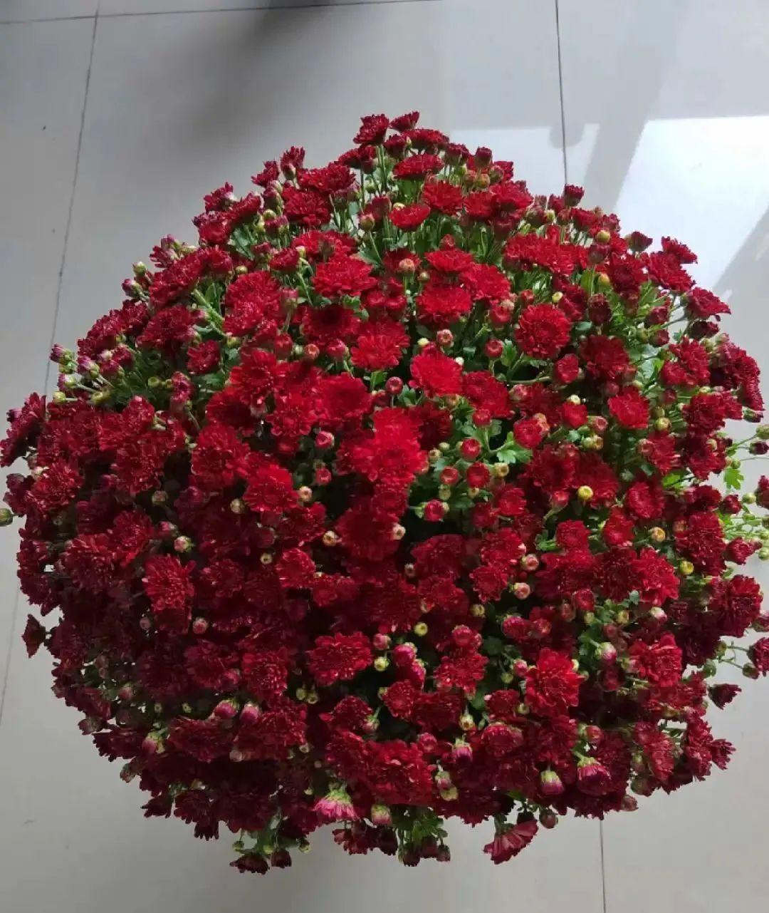 耐寒又好养的香水花,家里可以养法国香水花