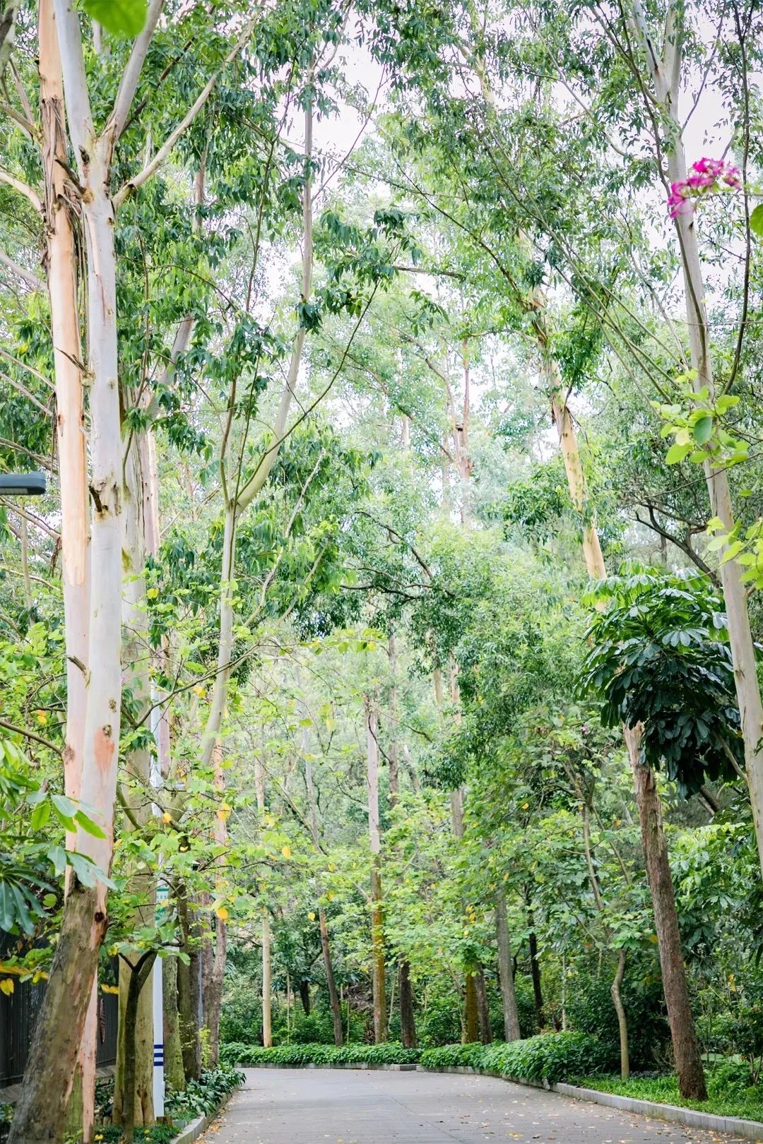深圳二号线沿线有哪些景点游玩,深圳9号线沿途好玩的地方推荐