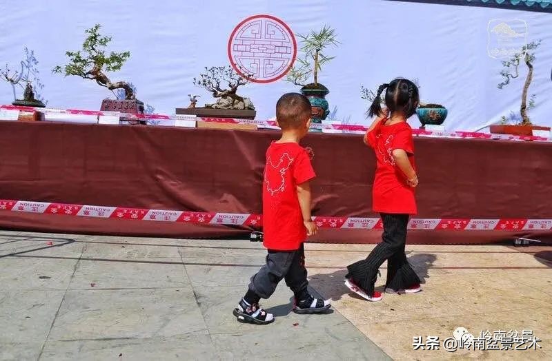 广东的盆景有哪些,适合广东玩的盆景