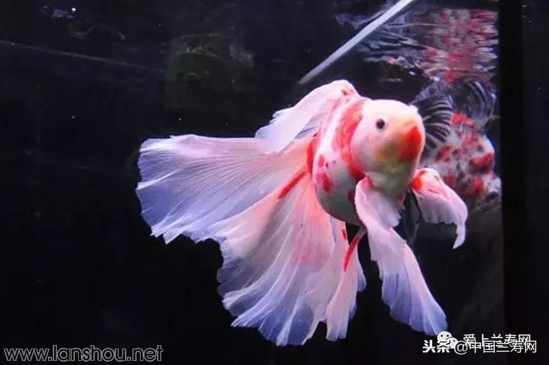 生命力最大的金鱼品种有哪些,十大最好的金鱼品种