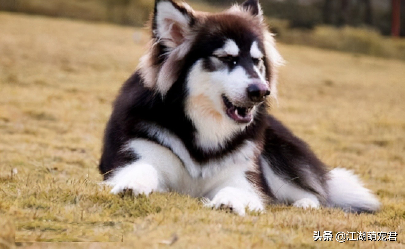 如果你想养狗理由是什么,如果你要养一只猫的话要必备什么