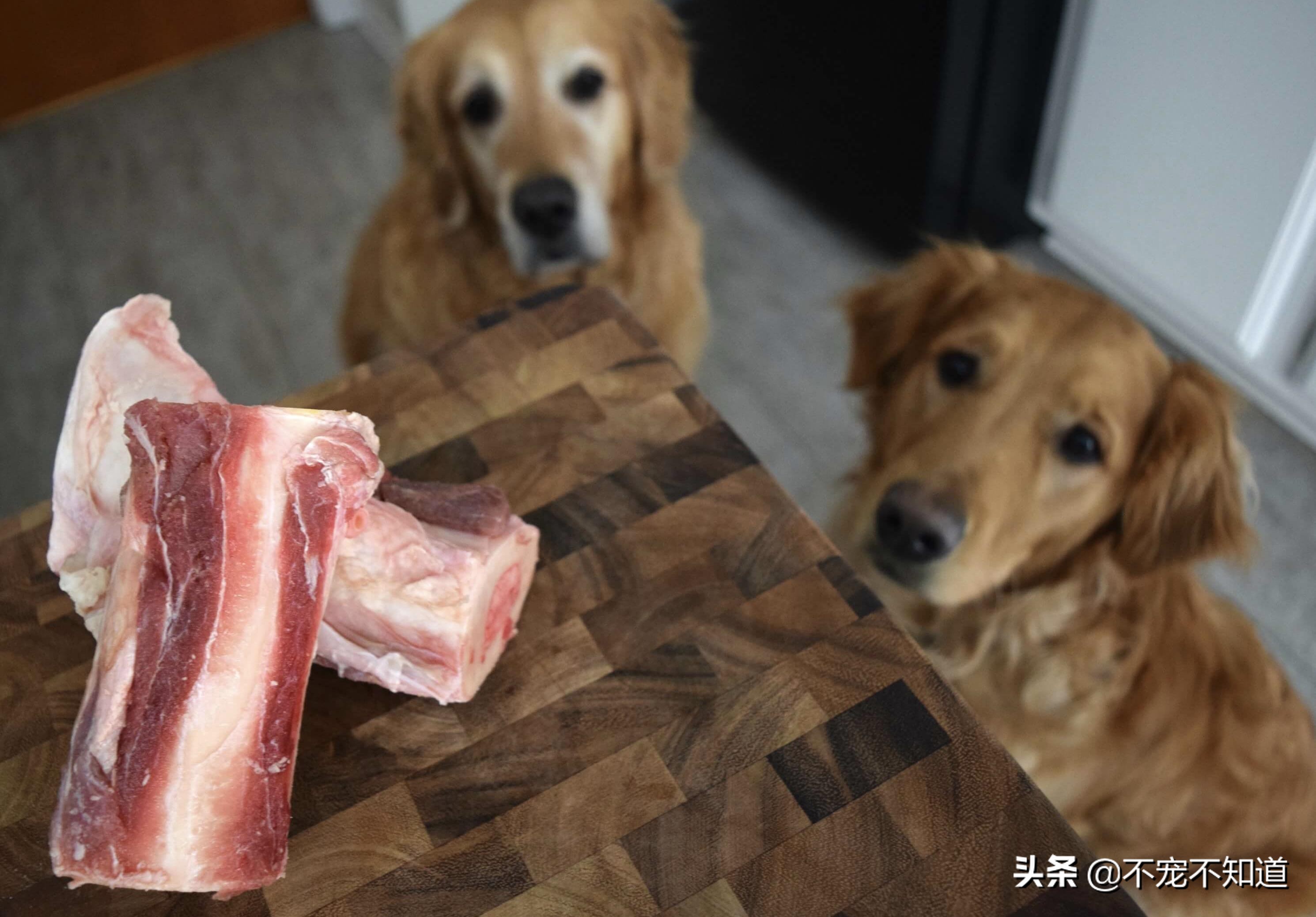狗狗暴饮暴食得的胰腺炎能自愈吗,狗狗暴饮暴食后萎靡不振抽搐