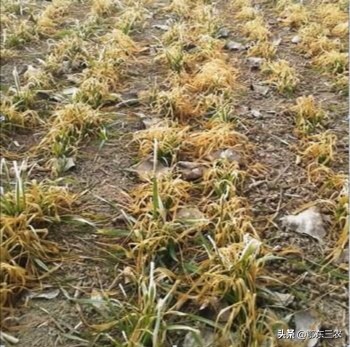 小麦穗下半截枯萎是什么原因,小麦叶片边缘枯萎是什么原因