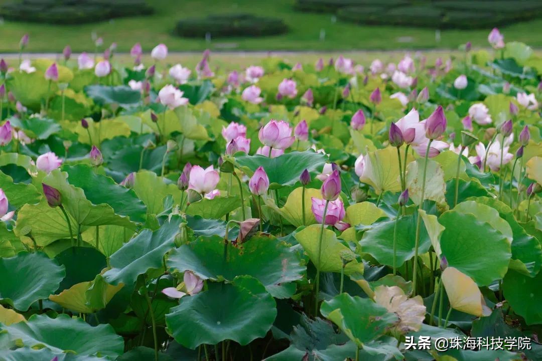 读一所校园环境和学习氛围全方位一流的大学是什么体验？