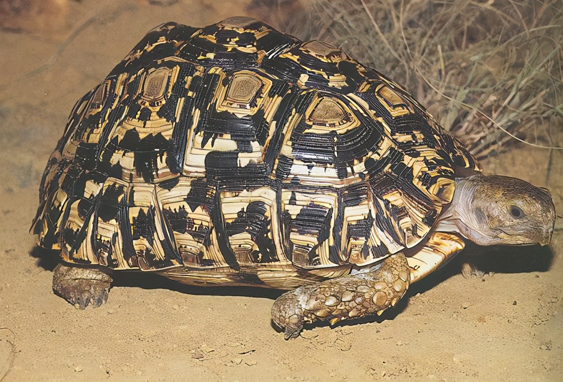 各种龟类图片大全大图,龟类展示会