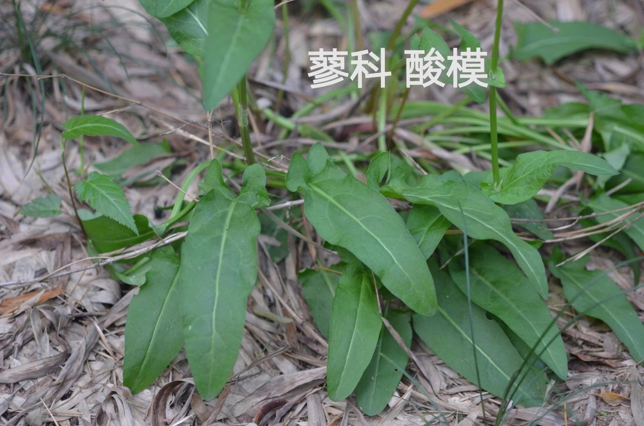 采药终南山,采药山