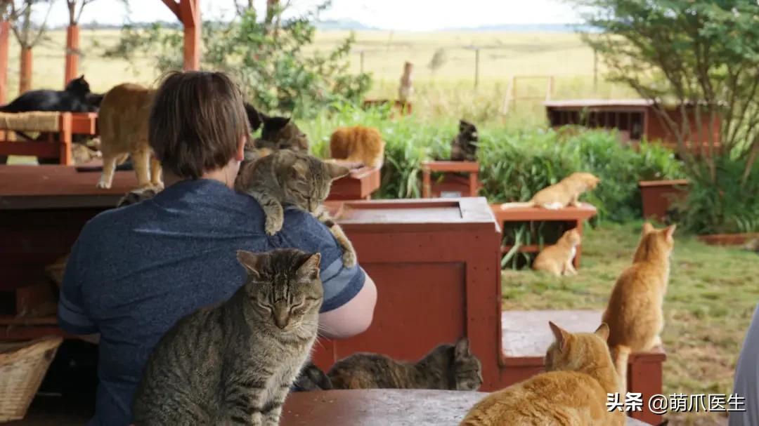 论猫对狗的影响力有多大,论猫有多优雅