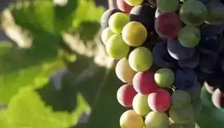 腐植酸在葡萄上的效果,腐植酸对葡萄根的作用