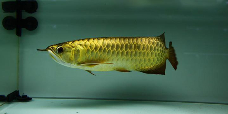 龙鱼幼鱼期怎么分辨金龙还是红龙,20公分龙鱼怎么区分金龙红龙