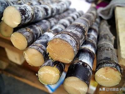 甘蔗来了,甘蔗来了完整版