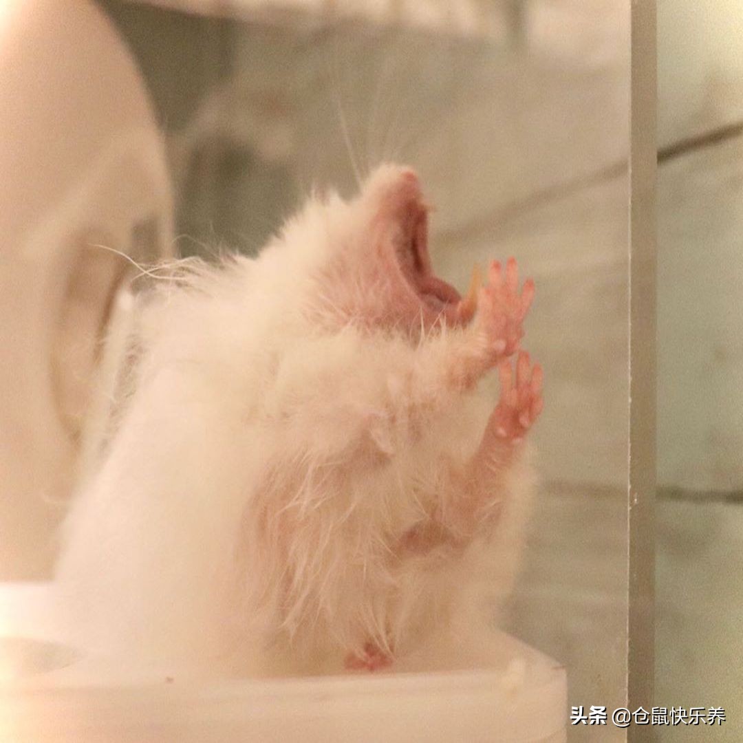 仓鼠的哪些行为能证明它真的不怕,仓鼠幼鼠为啥一直睡觉